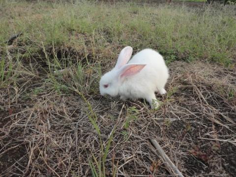khả năng ăn uống kỳ lạ6